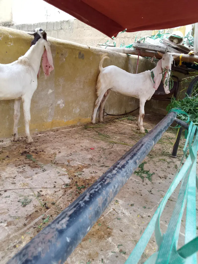 Gulabi Male 03102793323 — photo 11