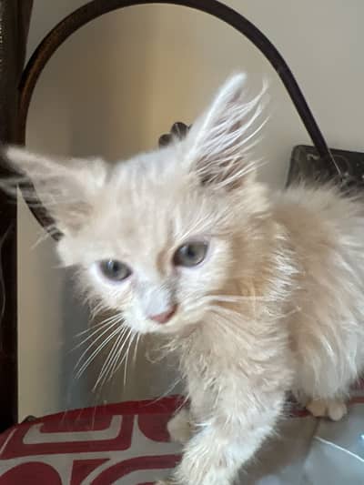 Kittens for sale