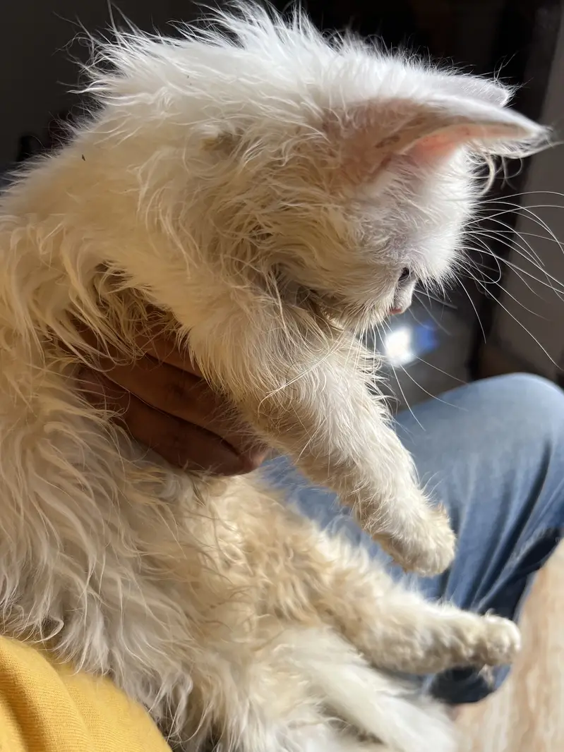Kittens for sale — photo 2