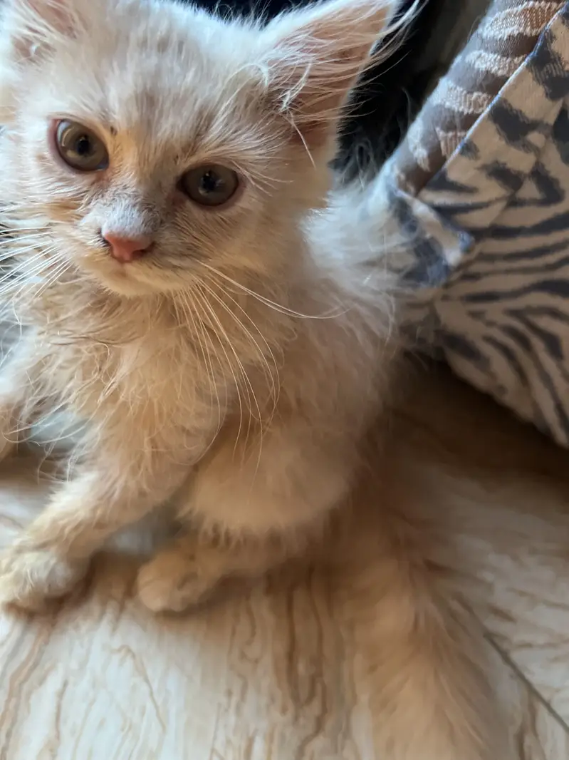 Kittens for sale — photo 3