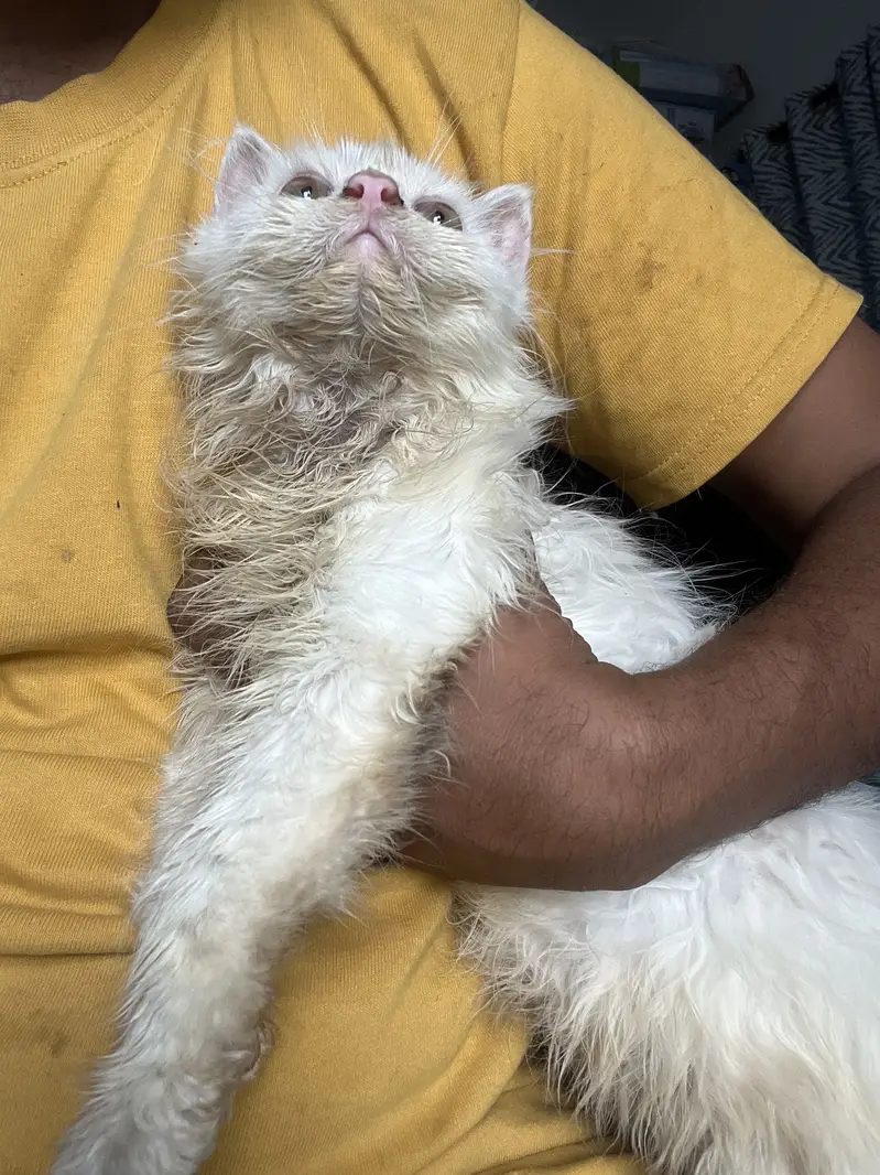 Kittens for sale — photo 4