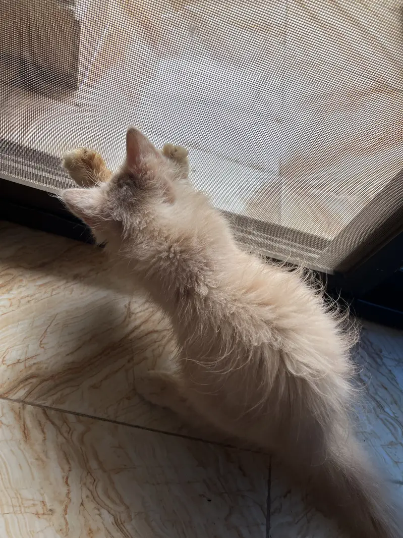 Kittens for sale — photo 5
