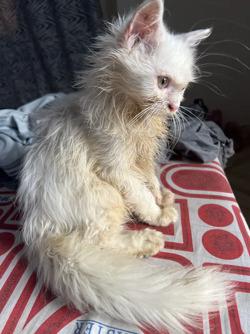 Kittens for sale — photo 6