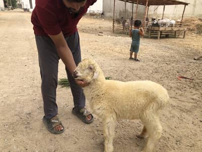 Male dumba for sale