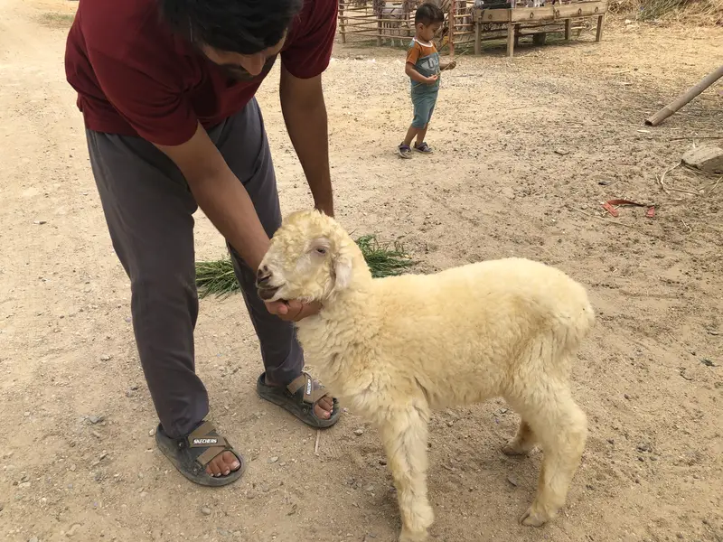 Male dumba for sale — photo 2