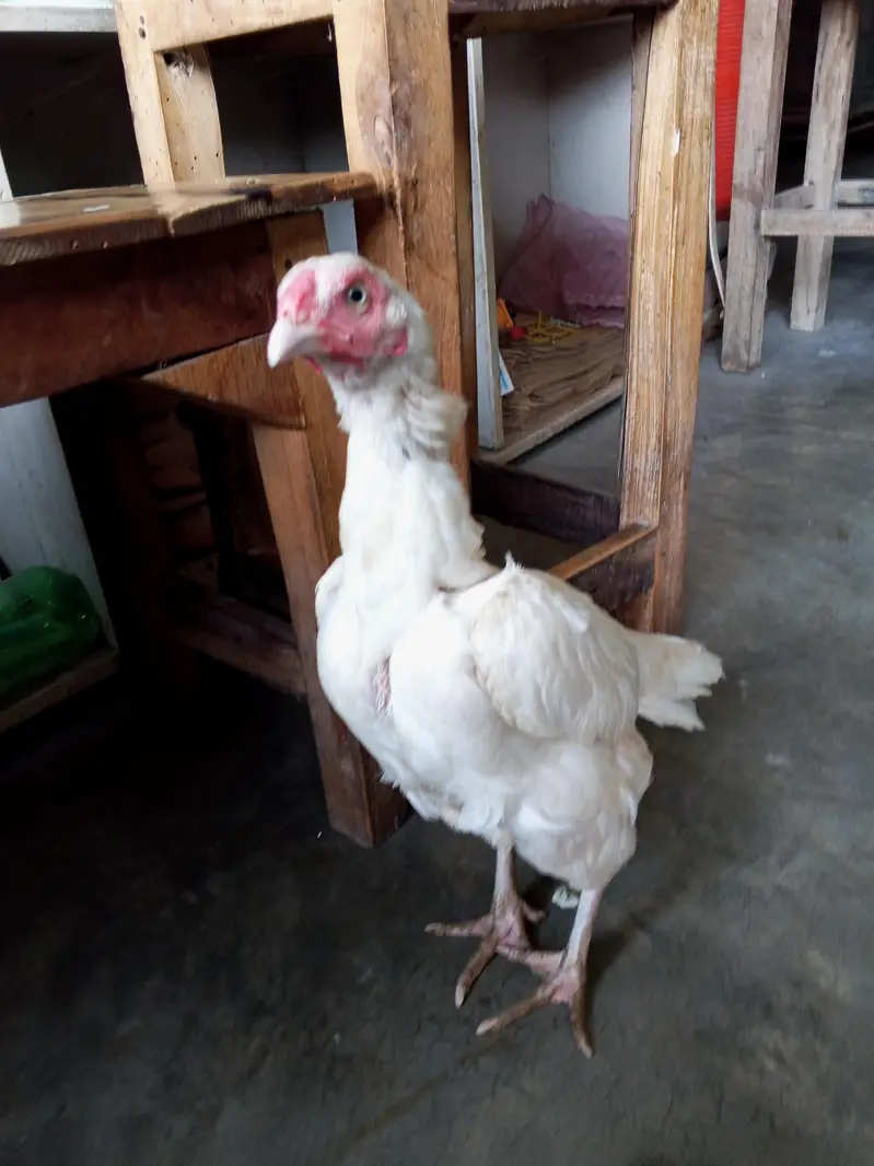 Aseel murgi — photo 4