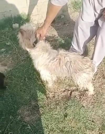 podal female pup