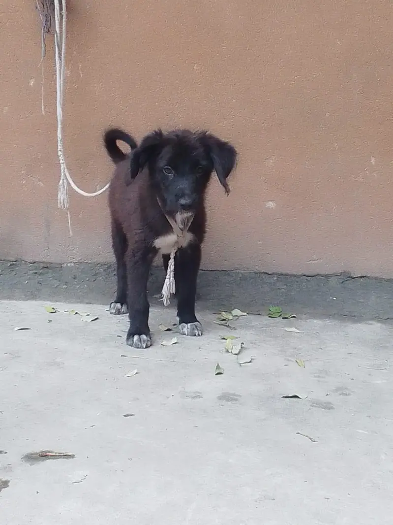 podal female pup — photo 3