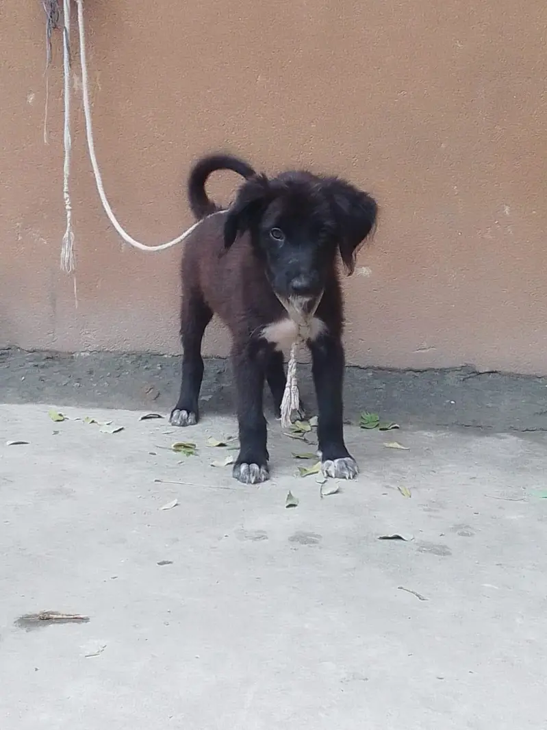 podal female pup — photo 4