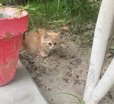 Cat For Sale