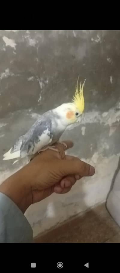 cocktail parrot pair for sale hand tame male no bait  03230436004