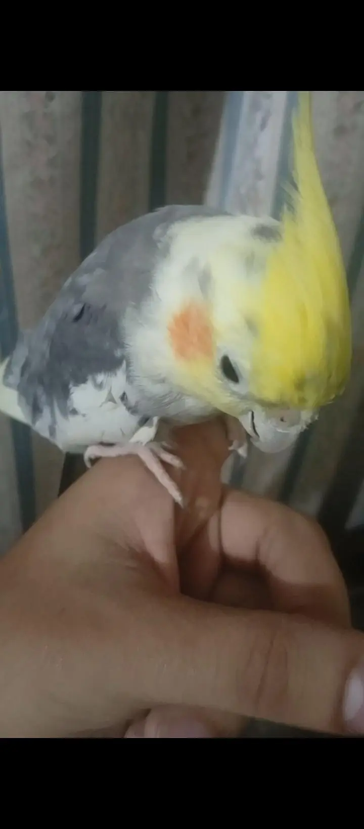 cocktail parrot pair for sale hand tame male no bait  03230436004 — photo 2