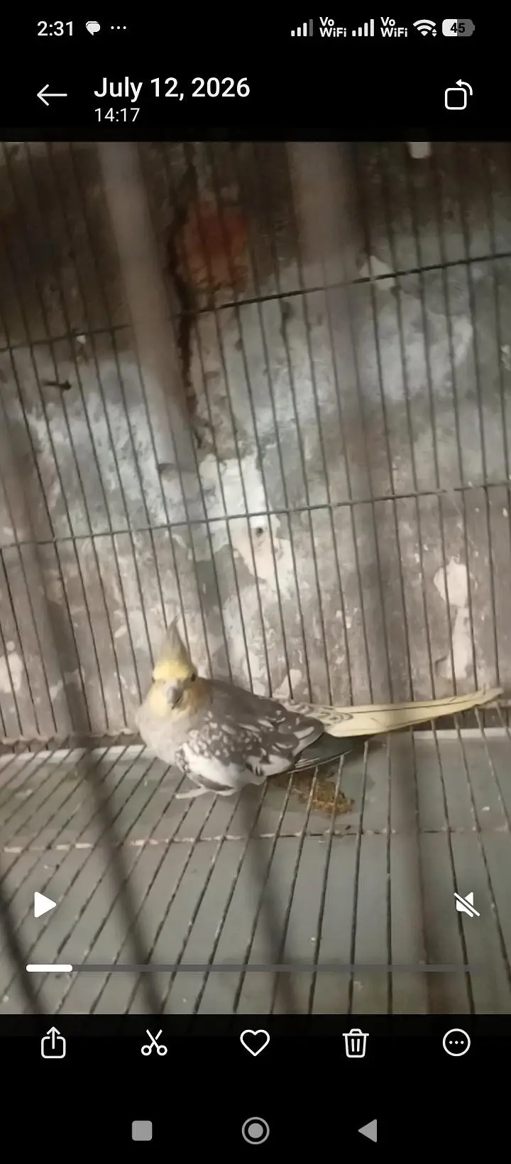 cocktail parrot pair for sale hand tame male no bait  03230436004 — photo 3