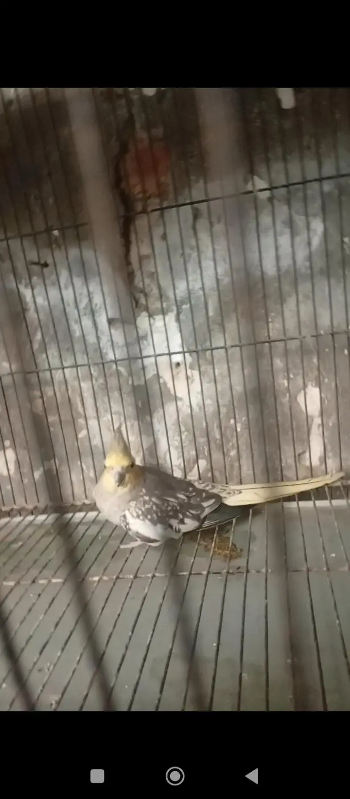 cocktail parrot pair for sale hand tame male no bait  03230436004 — photo 4