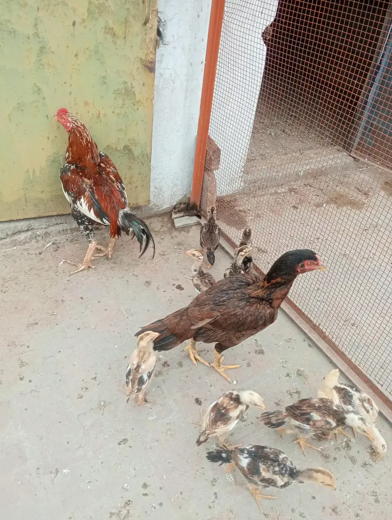 Aseel chickes 12 a+ quality — photo 2