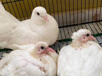 Fancy Kabootar Breeding Pair