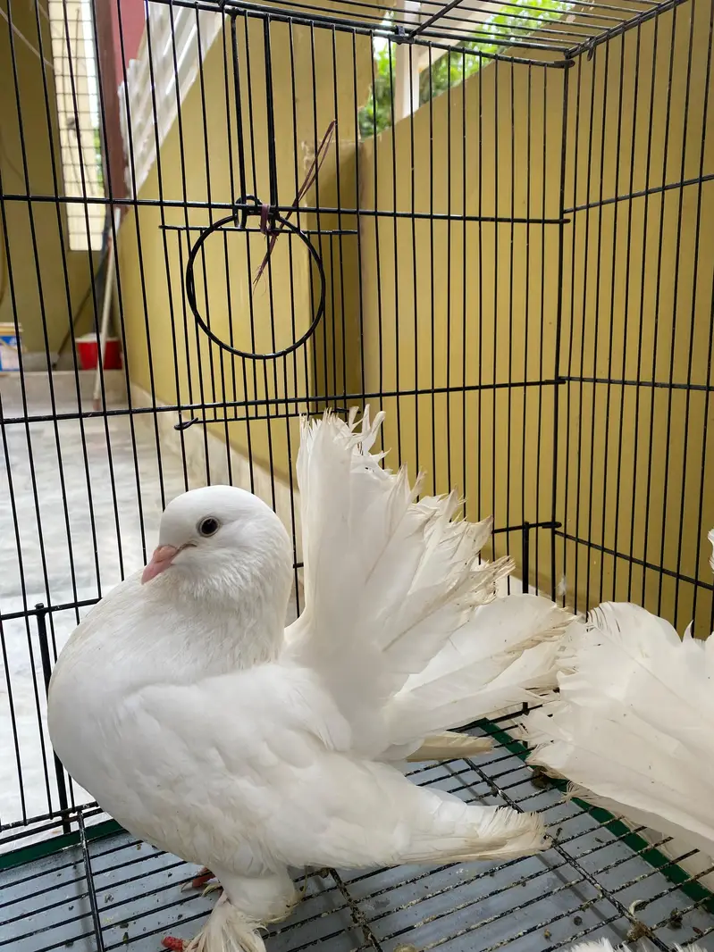 Fancy Kabootar Breeding Pair — photo 2