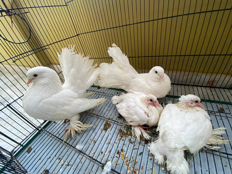 Fancy Kabootar Breeding Pair plus 2 bachay 2