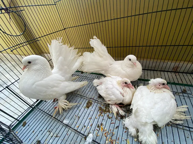 Fancy Kabootar Breeding Pair — photo 3