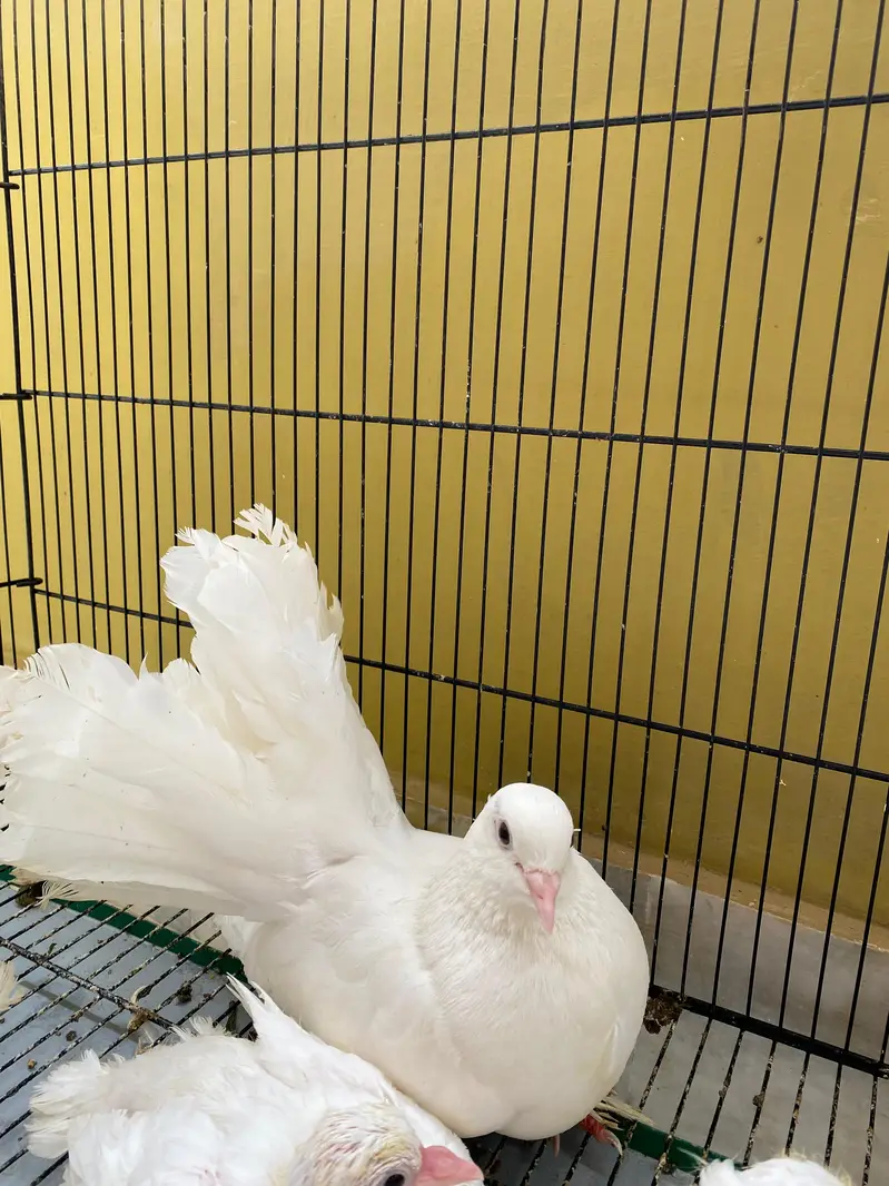 Fancy Kabootar Breeding Pair — photo 4