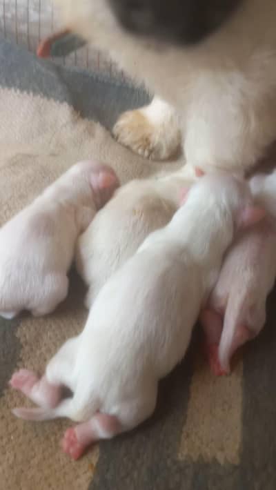 New Babys
