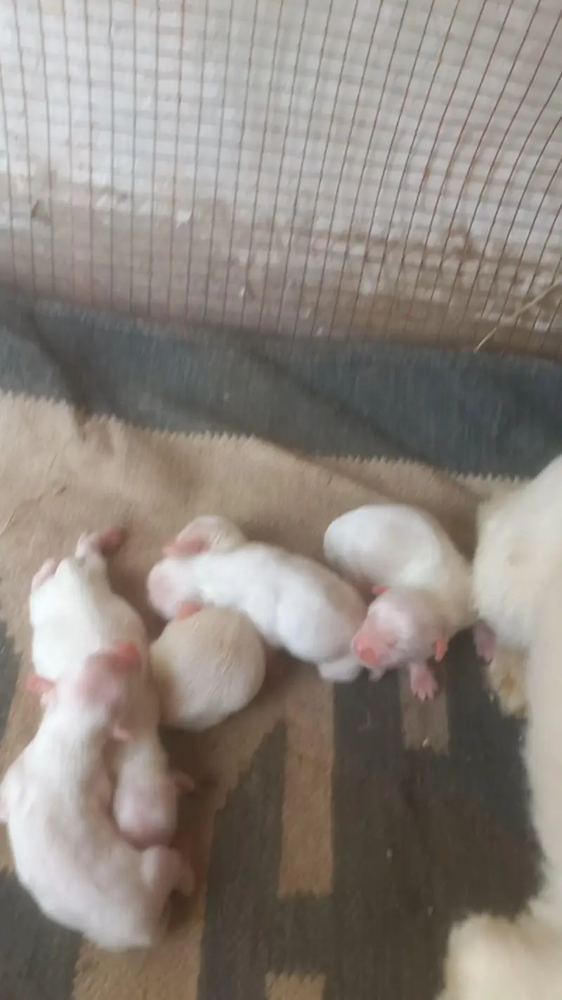 New Babys — photo 2