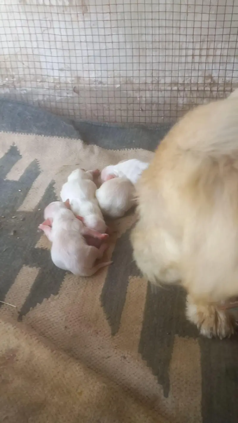 New Babys — photo 3
