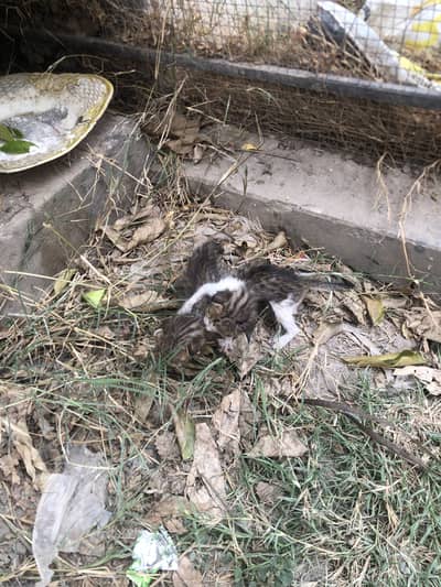 2 domestic cat kittens for sale mint condition no scratch