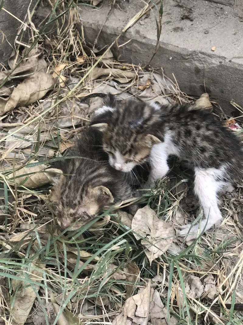 2 domestic cat kittens for sale mint condition no scratch — photo 2