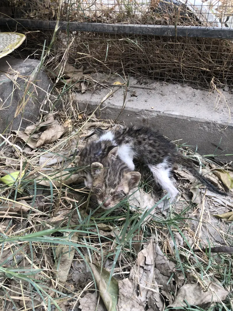 2 domestic cat kittens for sale mint condition no scratch — photo 3