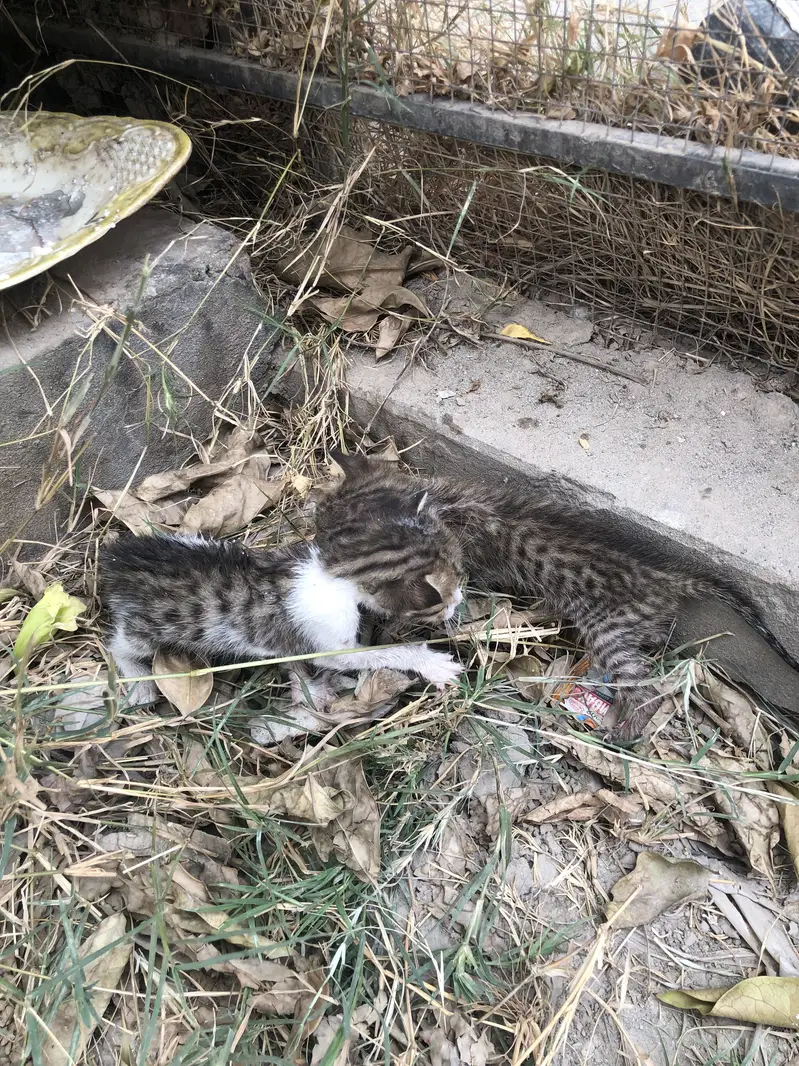2 domestic cat kittens for sale mint condition no scratch — photo 4