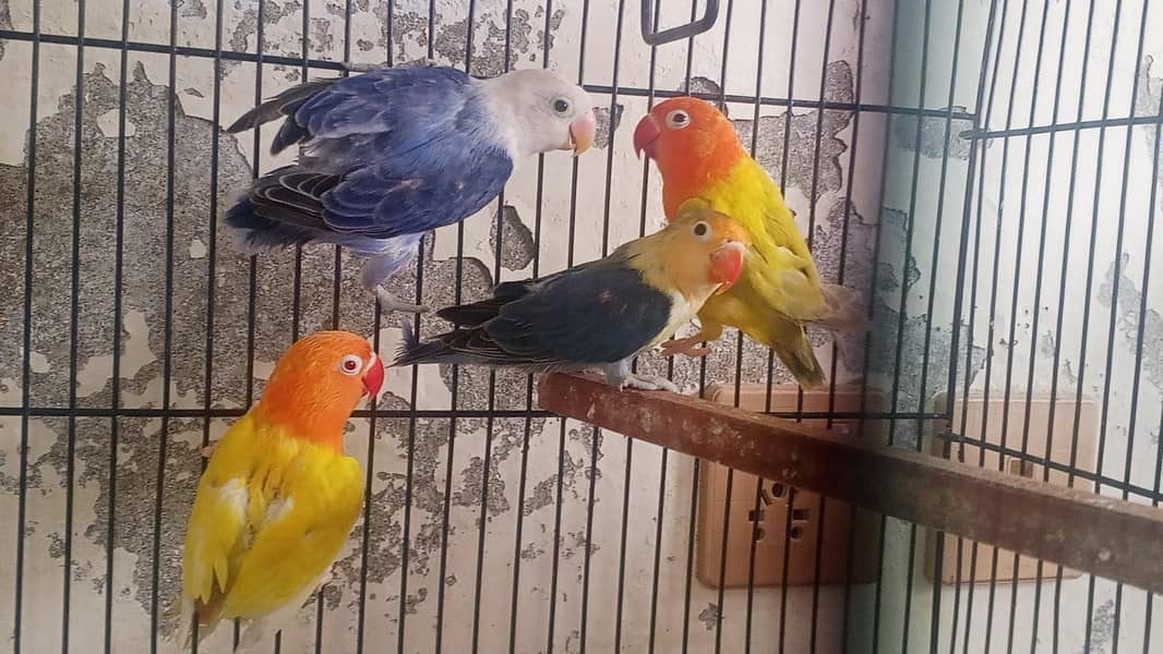 Palefallow and Split 0