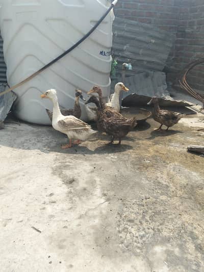 Ducks fr sle