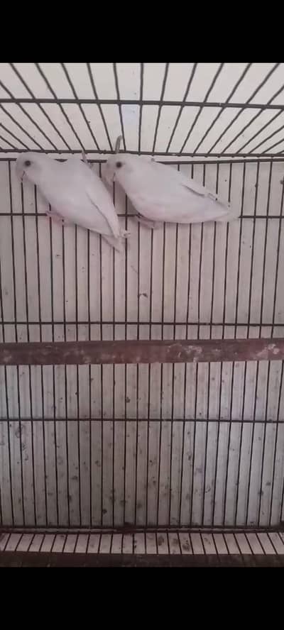 Rossicoli Albino Pair