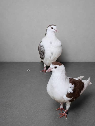 3 Lal Sherazi Ek Breading Pair or Ek Male