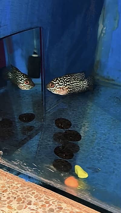 FLOWERHORN - GOLDEN BASE FRYS VIP