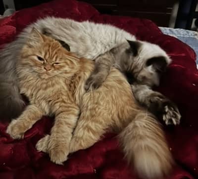 Persian and Siamese pair for Adoption