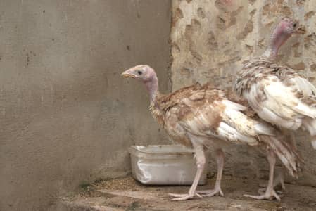 Bourbon Red turkeys (Brown Turkeys) Pair For Sale