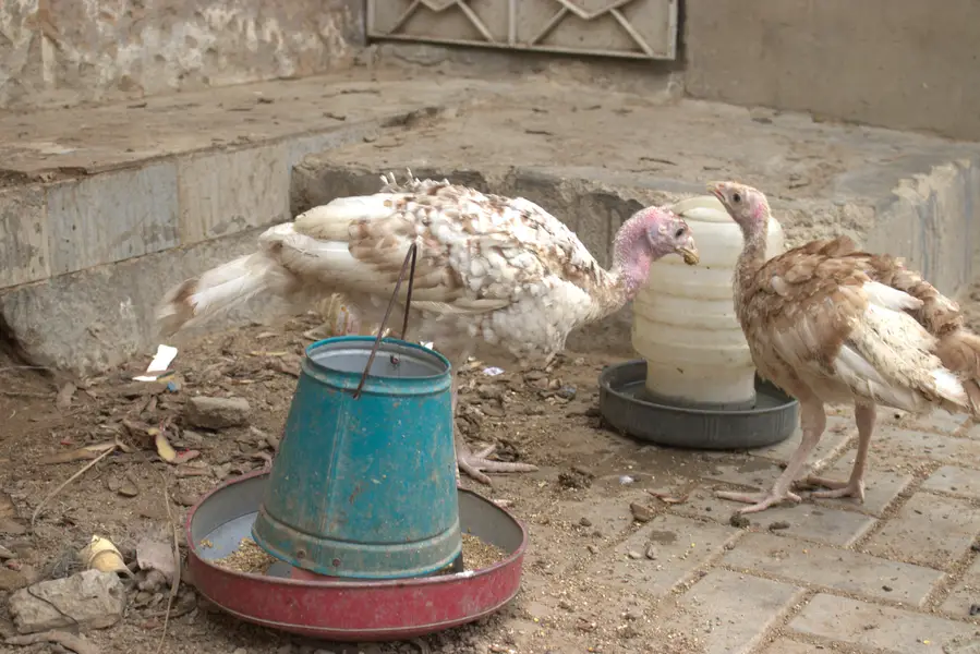 Bourbon Red turkeys (Brown Turkeys) Pair For Sale — photo 4