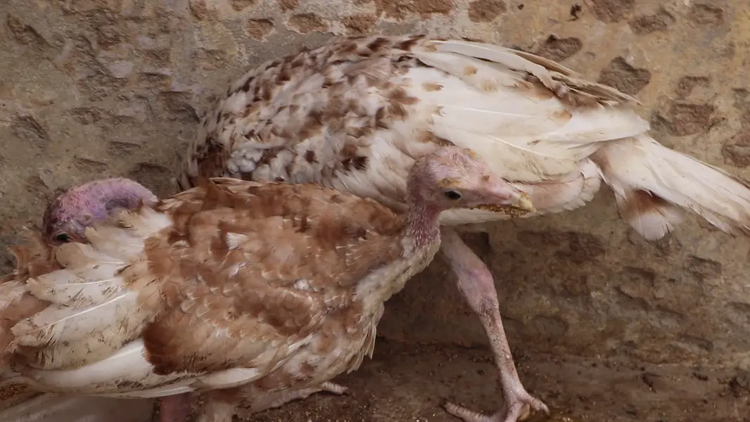 Bourbon Red turkeys (Brown Turkeys) Pair For Sale — photo 6