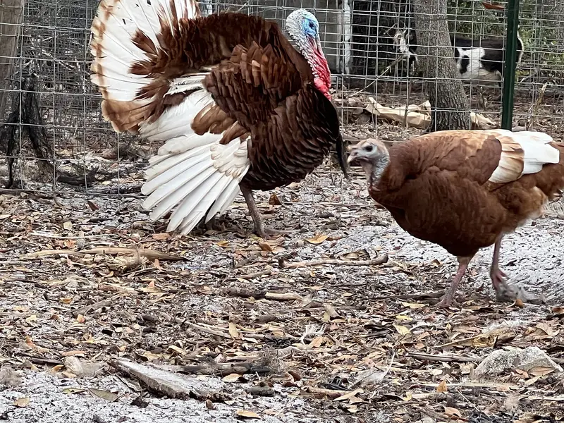 Bourbon Red turkeys (Brown Turkeys) Pair For Sale — photo 11