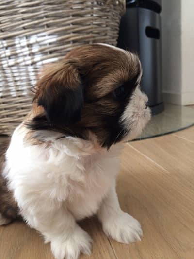 Shihtzu  puppy 03075273683