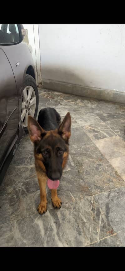 Gsd stock coat female pedigree gsdcp all documents available