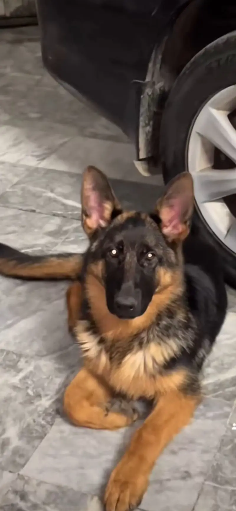Gsd stock coat female pedigree gsdcp all documents available — photo 2