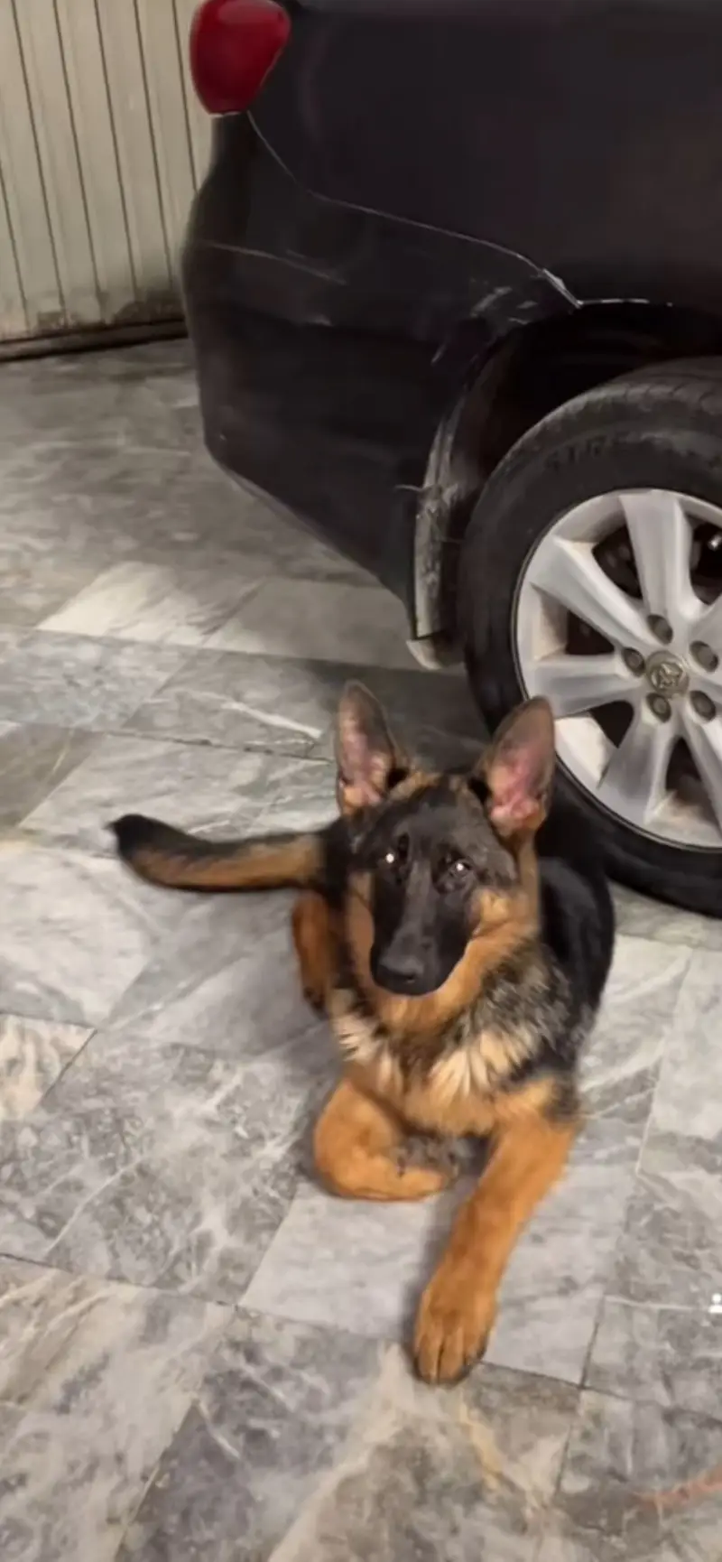 Gsd stock coat female pedigree gsdcp all documents available — photo 3