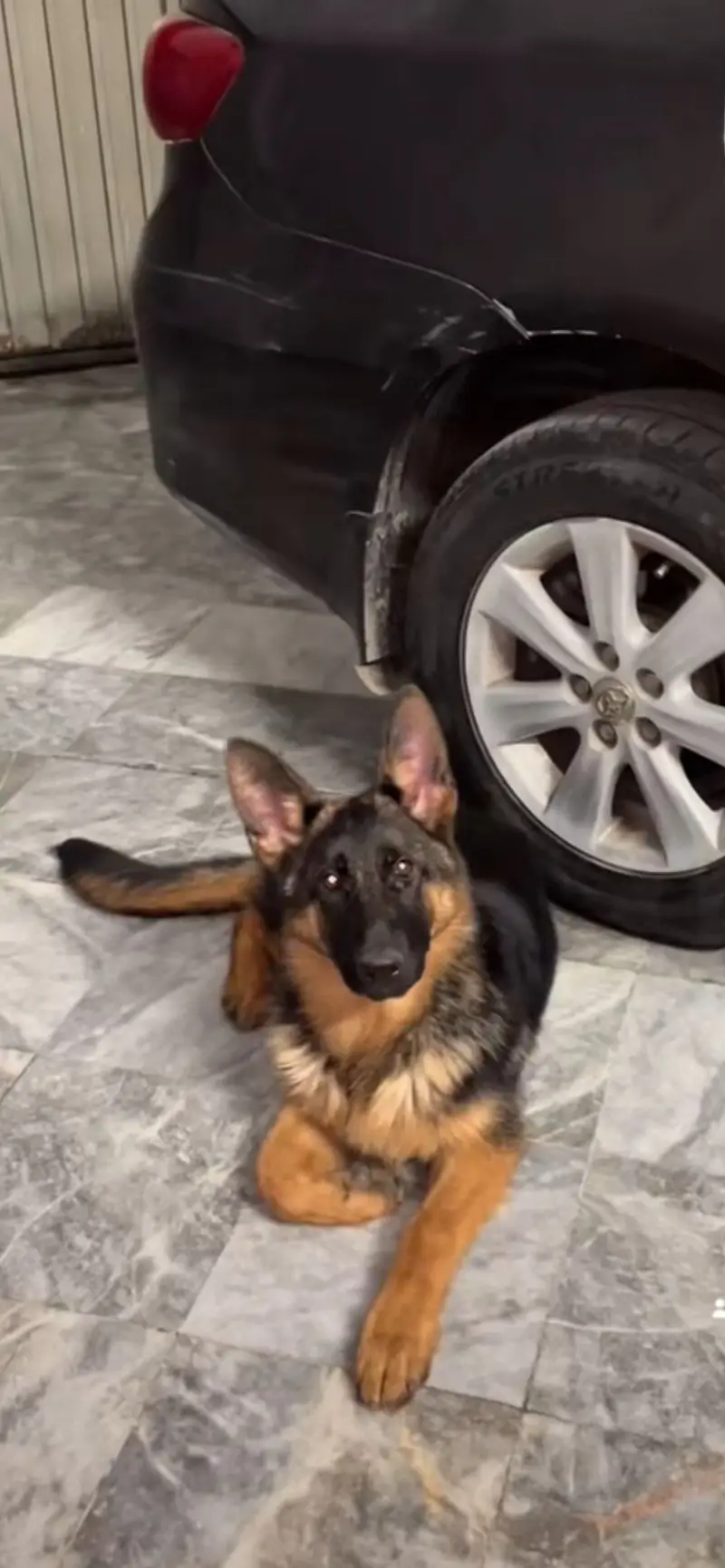 Gsd stock coat female pedigree gsdcp all documents available — photo 4
