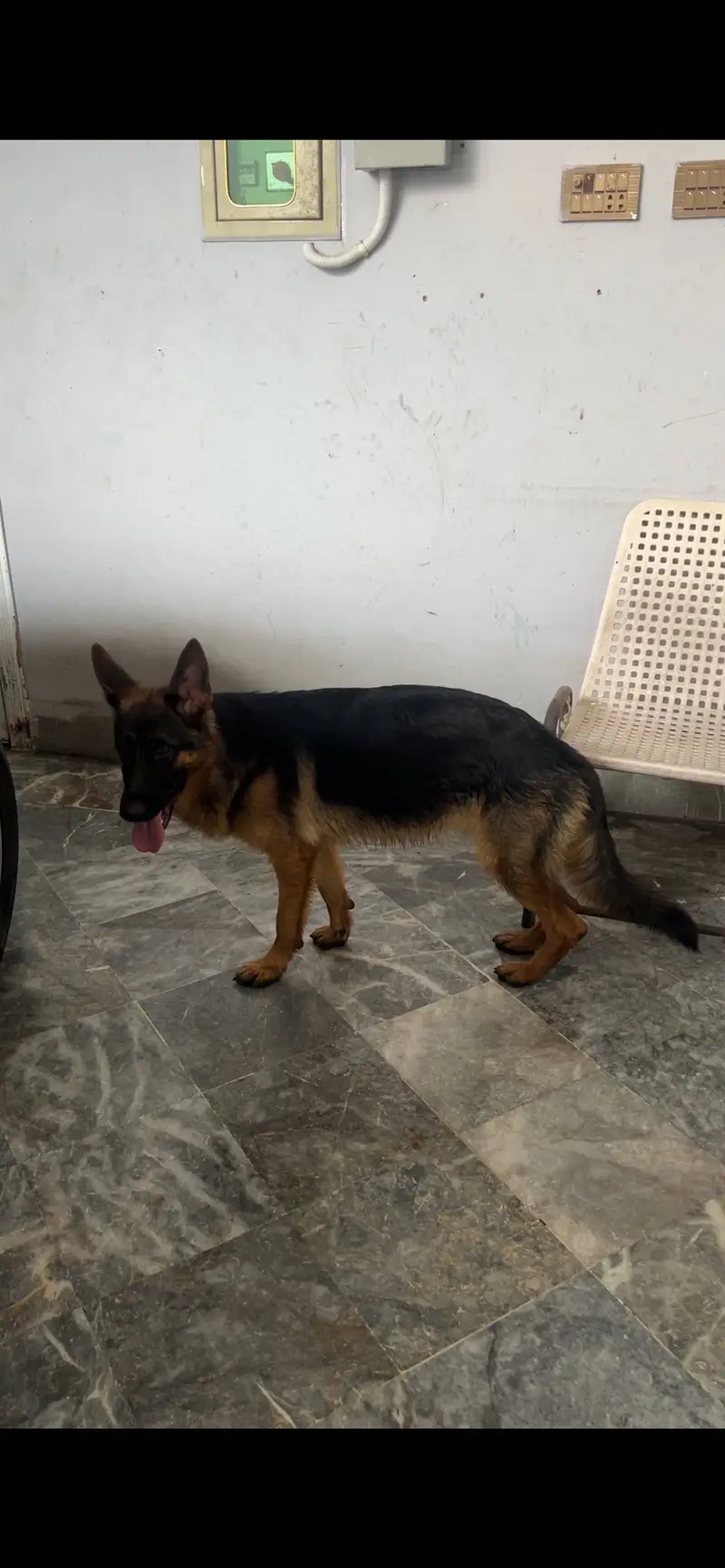 Gsd stock coat female pedigree gsdcp all documents available — photo 5