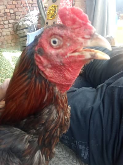 breeder aseel high quality murga