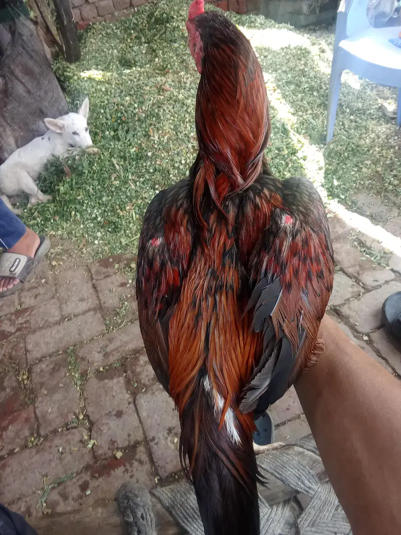 breeder aseel high quality murga — photo 2