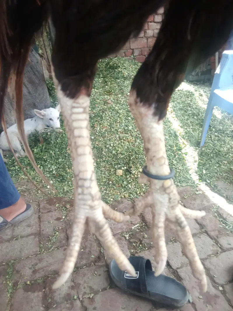 breeder aseel high quality murga — photo 3